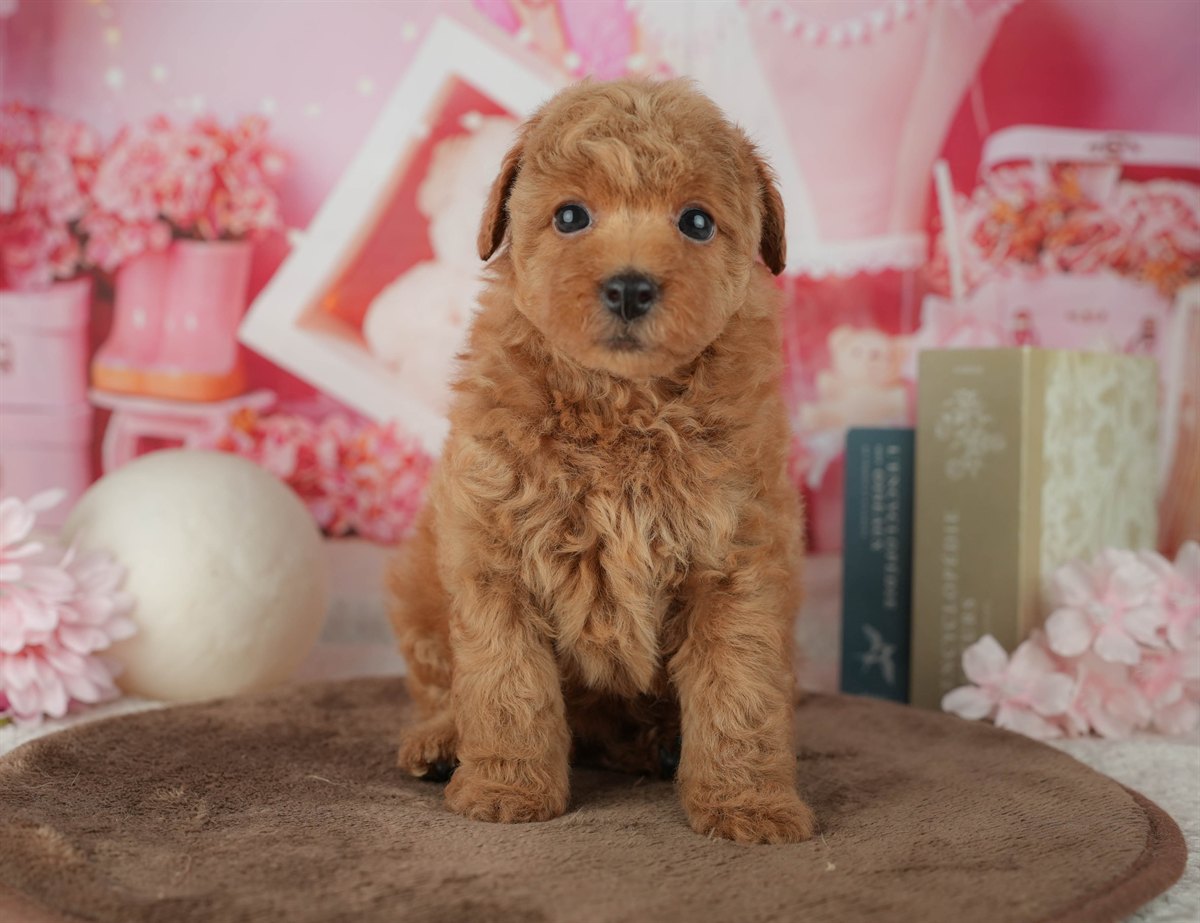 トイ・プードル | 女の子 | アプリコット | 2026年2月25日（ID:dog-200015709）