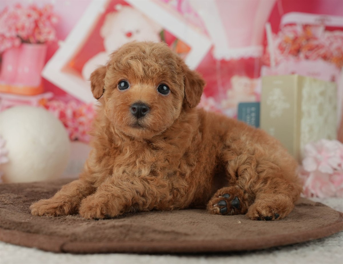 トイ・プードル | 女の子 | アプリコット | 2026年2月25日（ID:dog-200015709）