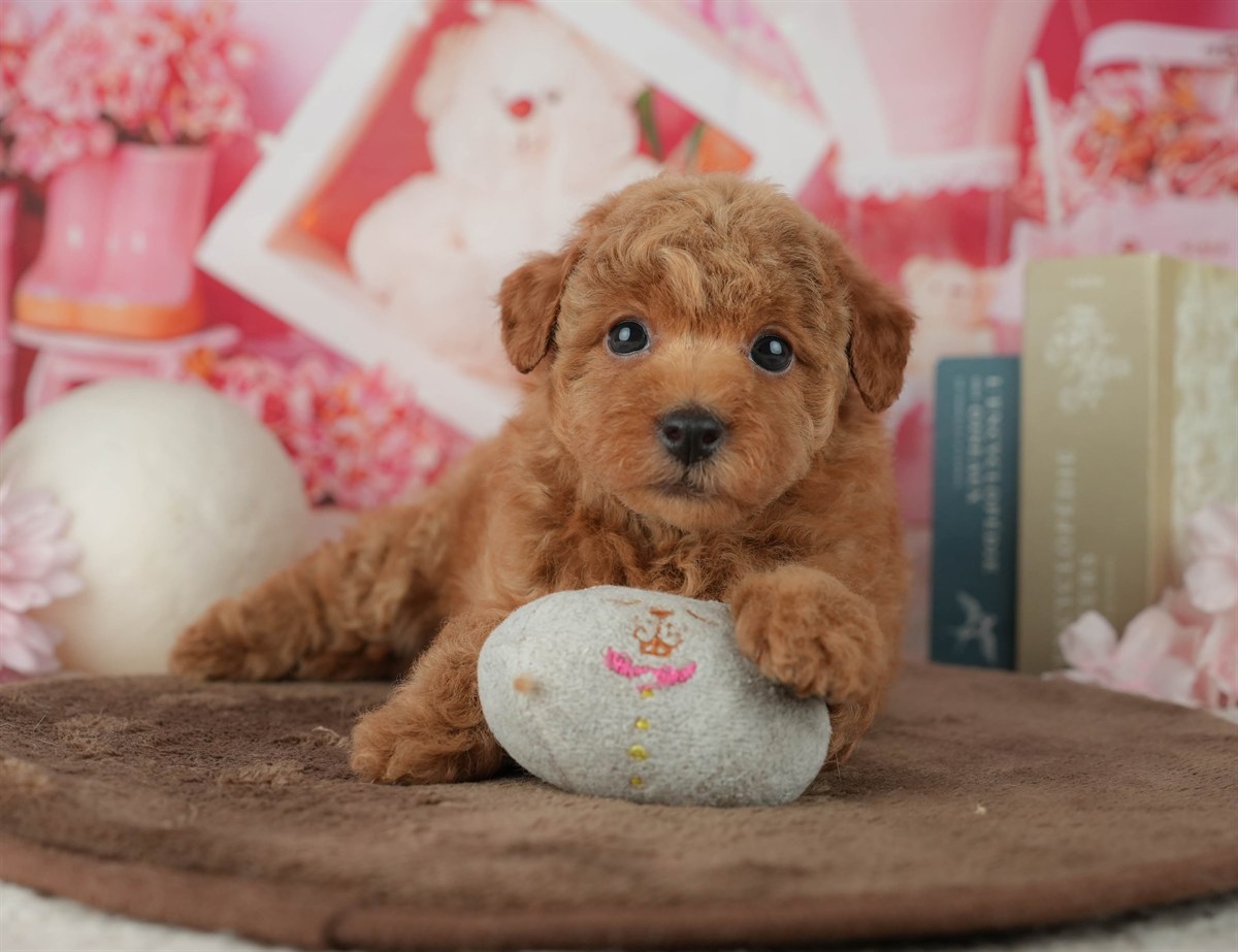 トイ・プードル | 女の子 | アプリコット | 2026年2月25日（ID:dog-200015709）