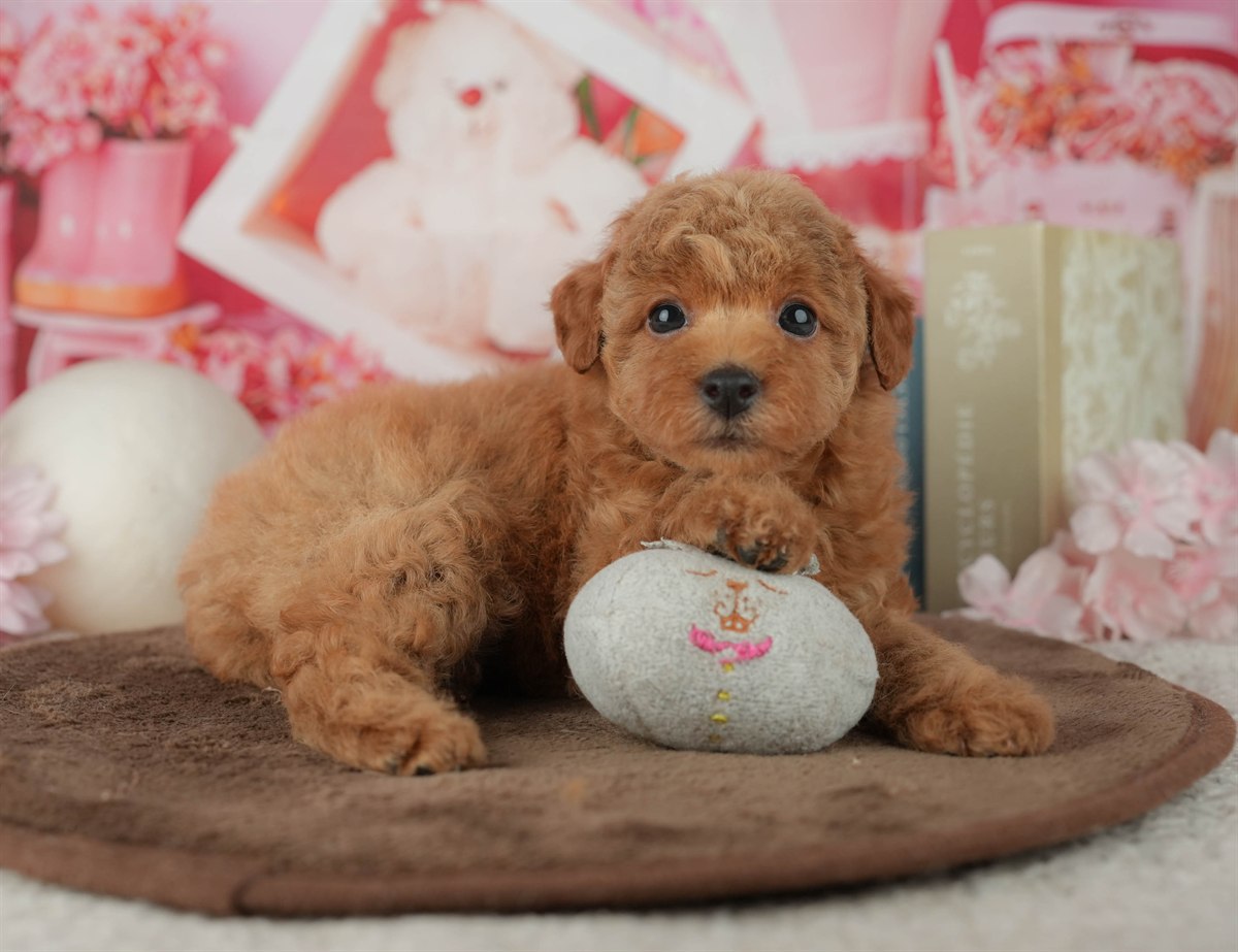 トイ・プードル | 女の子 | アプリコット | 2026年2月25日（ID:dog-200015709）