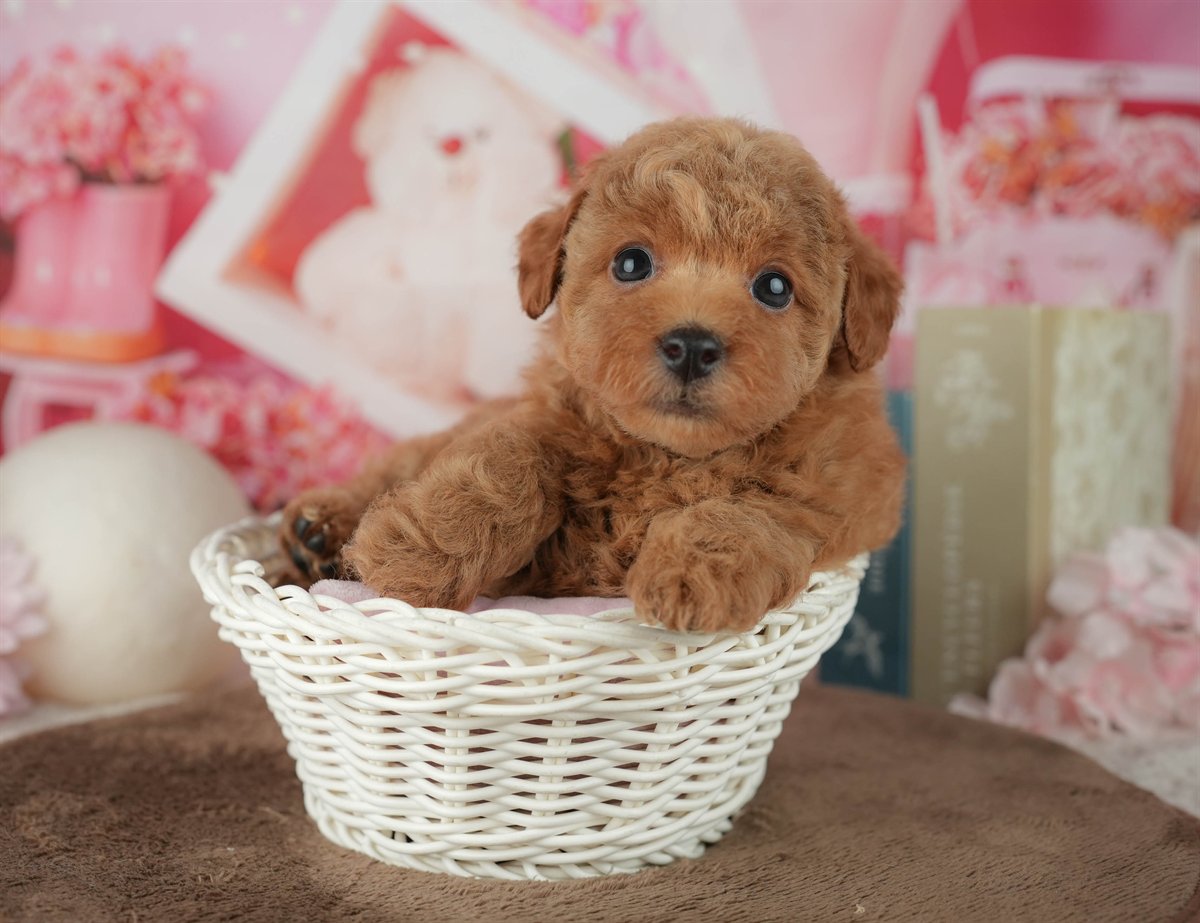 トイ・プードル | 女の子 | アプリコット | 2026年2月25日（ID:dog-200015709）