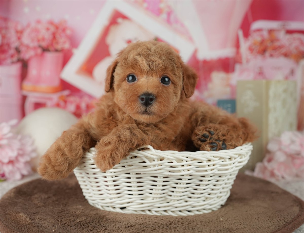 トイ・プードル | 女の子 | アプリコット | 2026年2月25日（ID:dog-200015709）