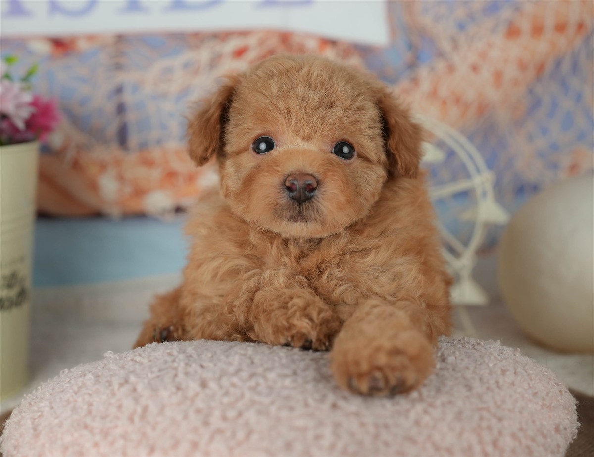 トイ・プードル | 男の子 | アプリコット | 2026年2月25日（ID:dog-200015710）