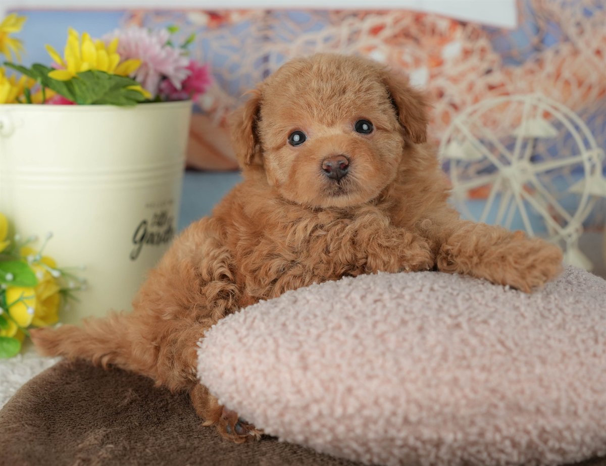 トイ・プードル | 男の子 | アプリコット | 2026年2月25日（ID:dog-200015710）