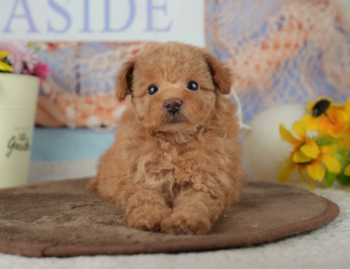 トイ・プードル | 男の子 | アプリコット | 2026年2月25日（ID:dog-200015710）