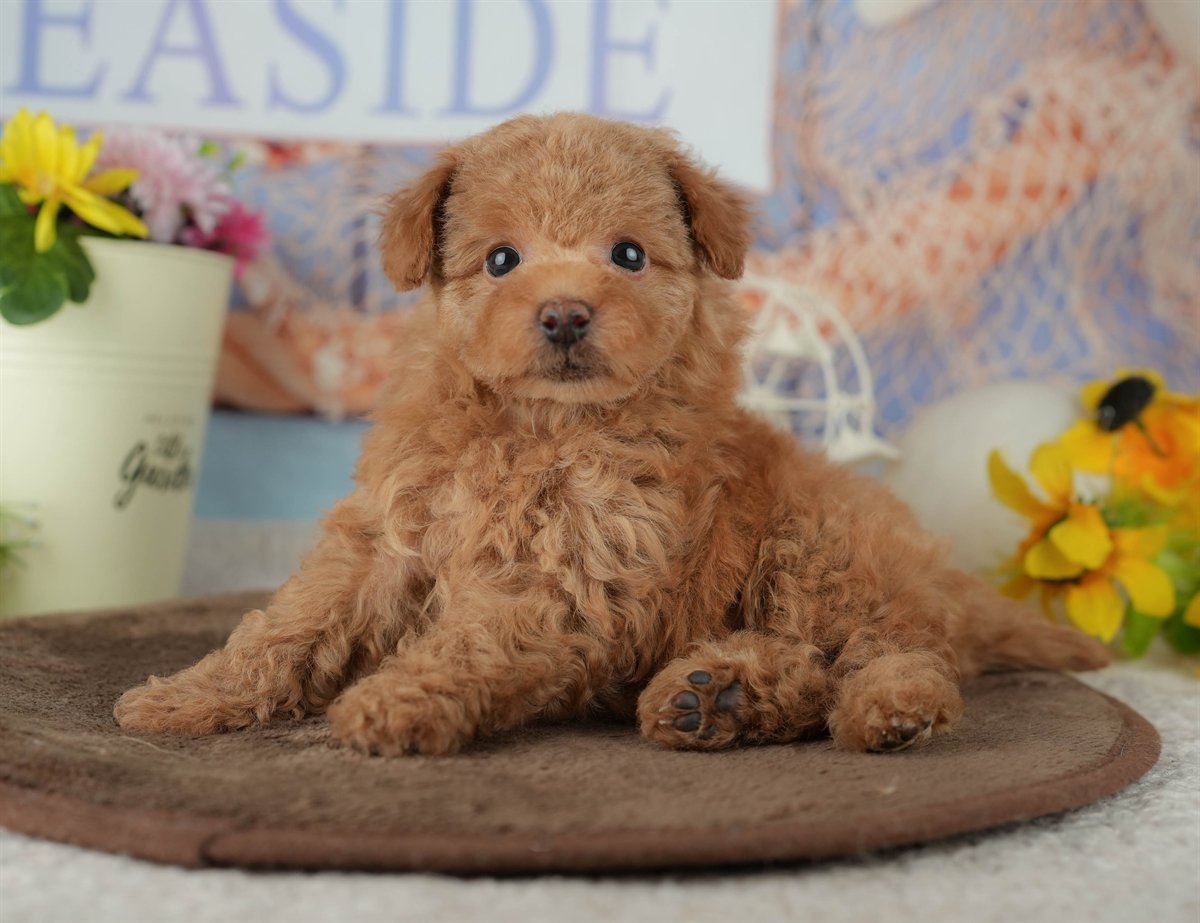 トイ・プードル | 男の子 | アプリコット | 2026年2月25日（ID:dog-200015710）