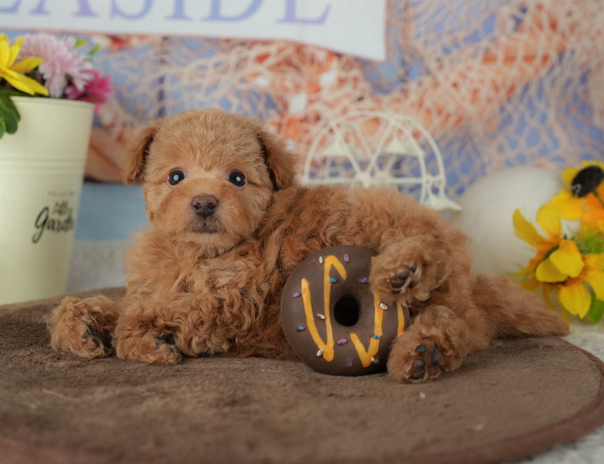 トイ・プードル | 男の子 | アプリコット | 2026年2月25日（ID:dog-200015710）