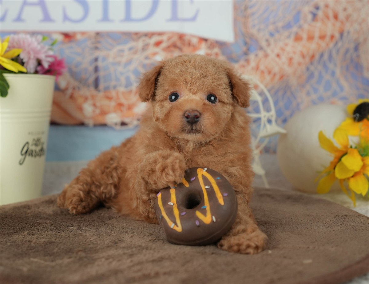 トイ・プードル | 男の子 | アプリコット | 2026年2月25日（ID:dog-200015710）