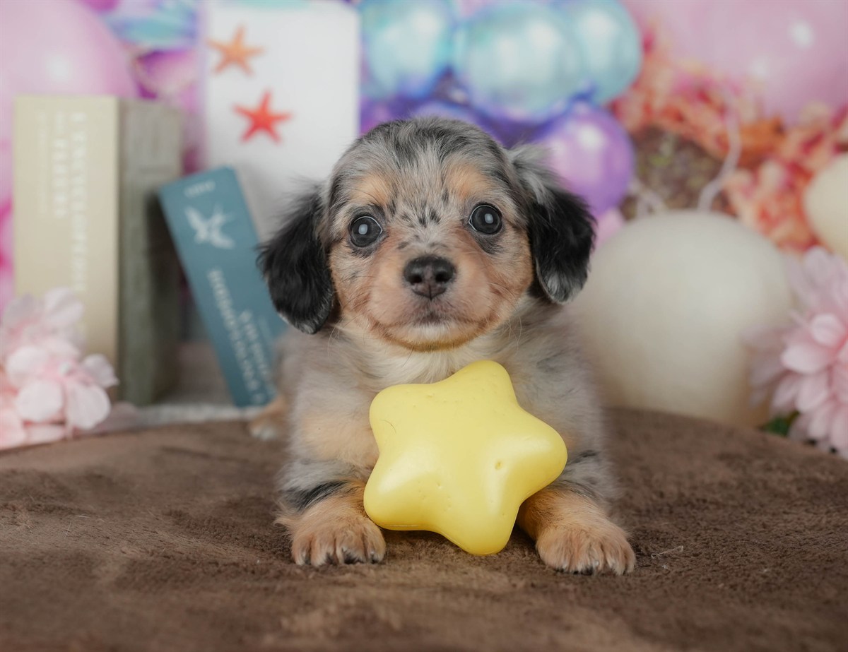 チワックス | 女の子 | ブラック＆タン | 2026年2月25日（ID:dog-200015712）