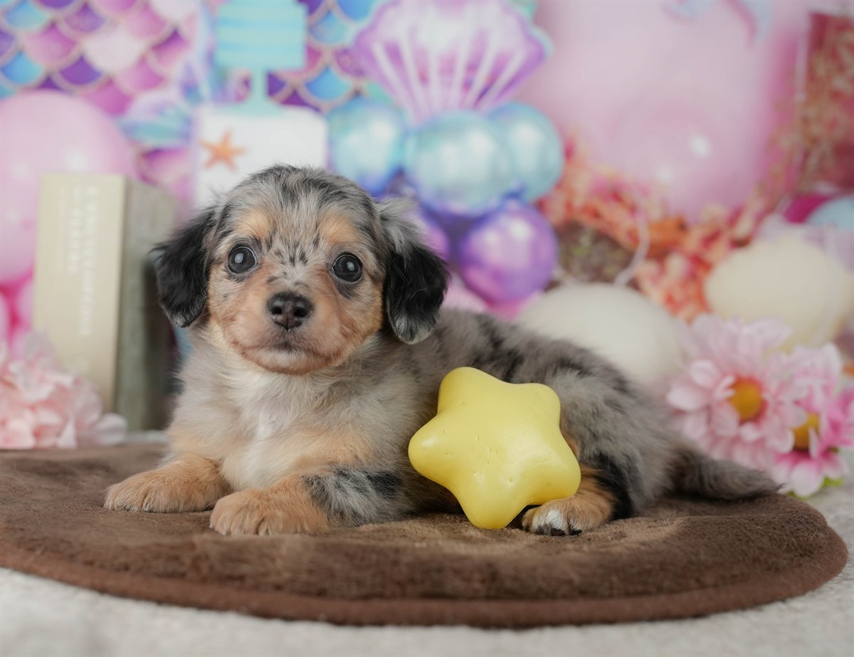 チワックス | 女の子 | ブラック＆タン | 2026年2月25日（ID:dog-200015712）