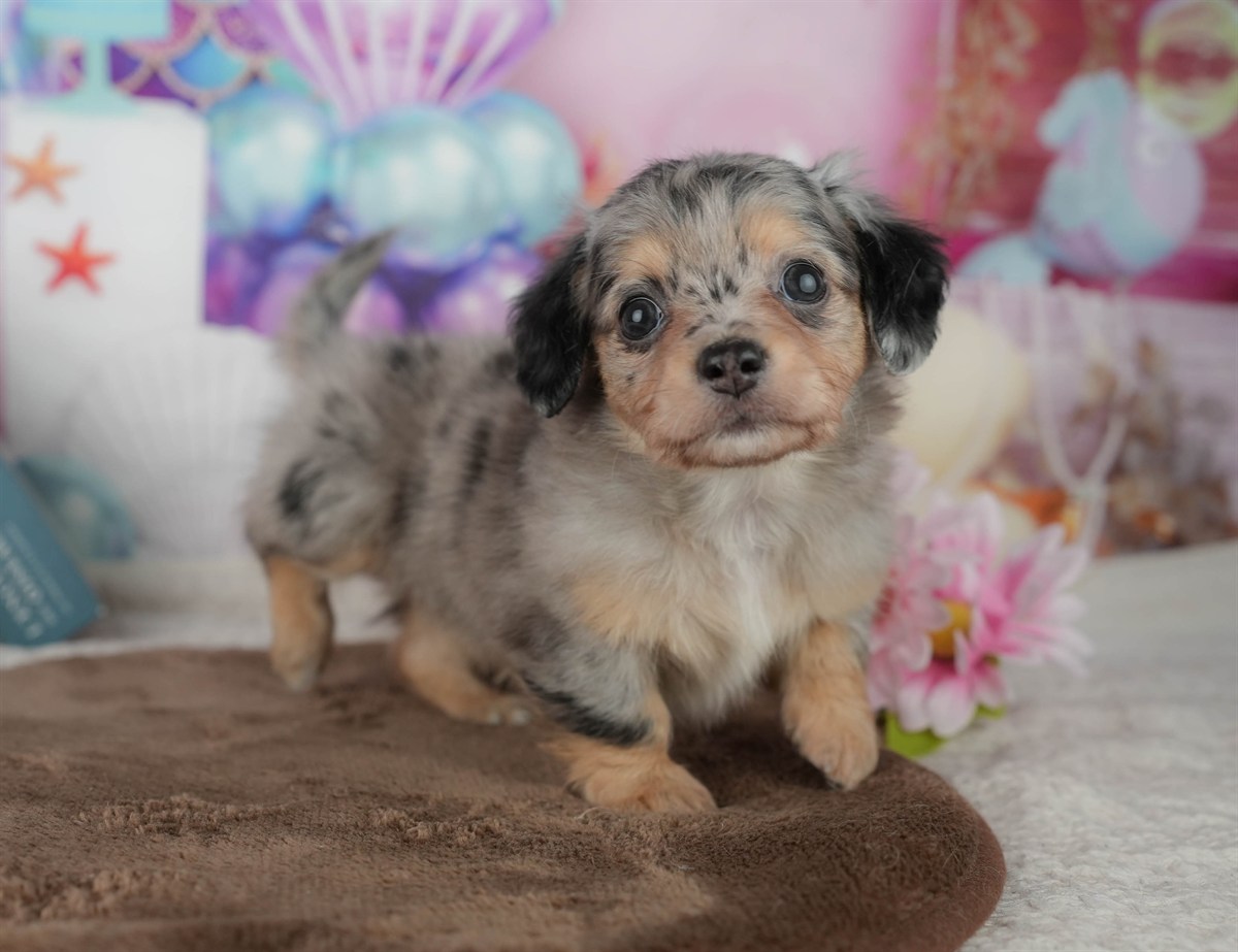 チワックス | 女の子 | ブラック＆タン | 2026年2月25日（ID:dog-200015712）