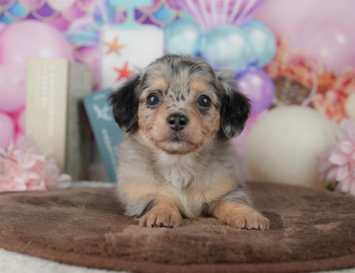 チワックス | 女の子 | ブラック＆タン | 2026年2月25日（ID:dog-200015712）