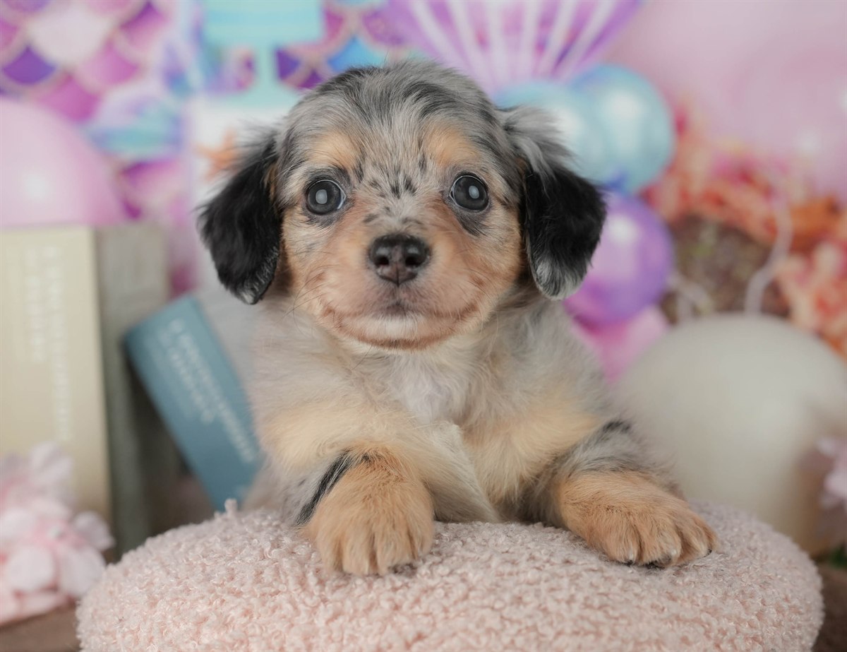 チワックス | 女の子 | ブラック＆タン | 2026年2月25日（ID:dog-200015712）