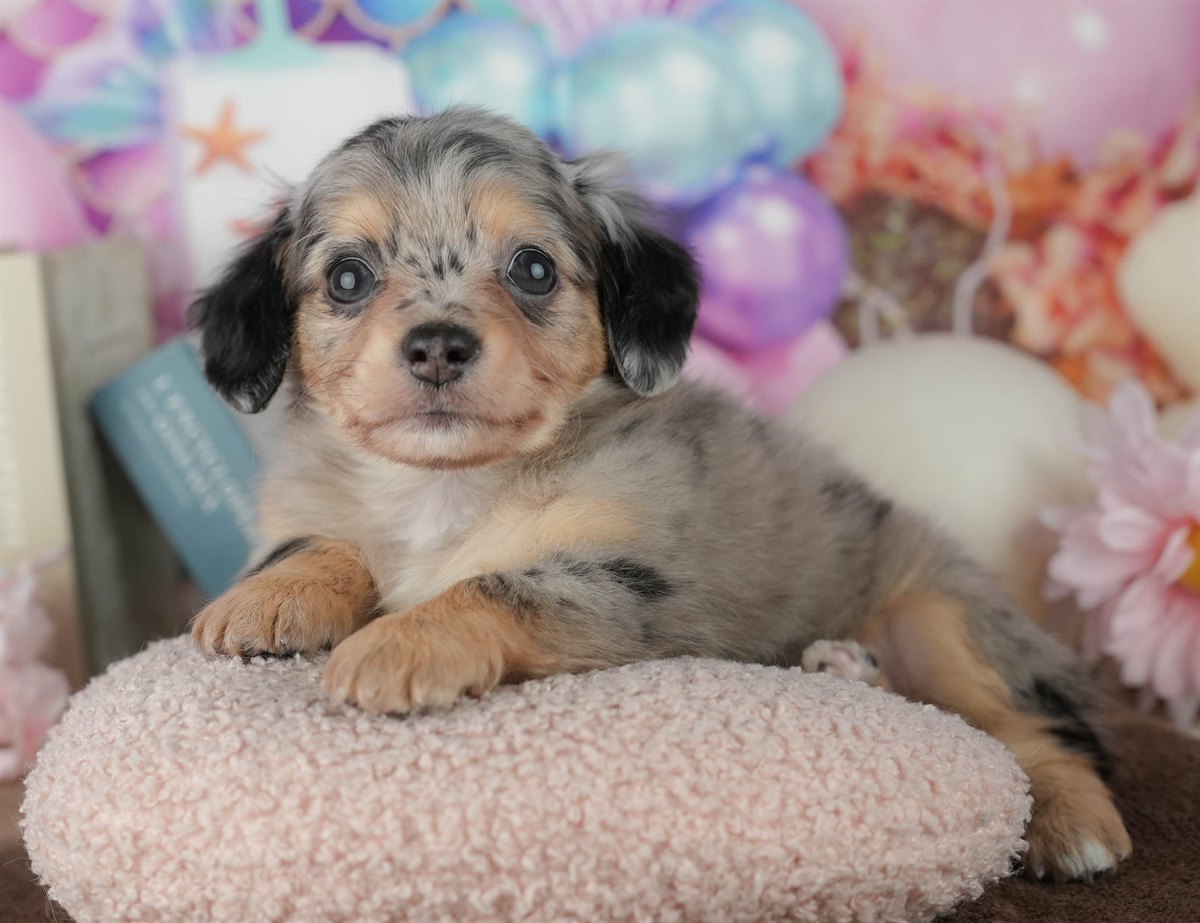 チワックス | 女の子 | ブラック＆タン | 2026年2月25日（ID:dog-200015712）