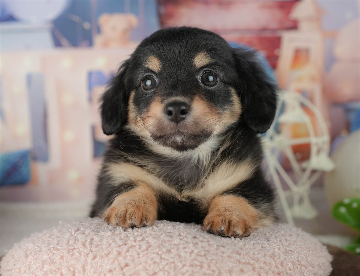 チワックス | 男の子 | シルバーダップル | 2026年2月25日（ID:dog-200015714）