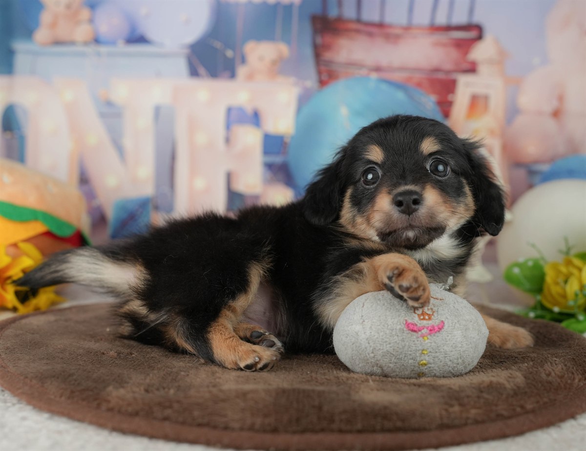 チワックス | 男の子 | シルバーダップル | 2026年2月25日（ID:dog-200015714）