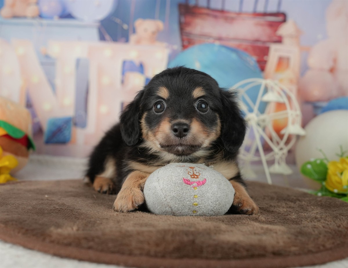 チワックス | 男の子 | シルバーダップル | 2026年2月25日（ID:dog-200015714）