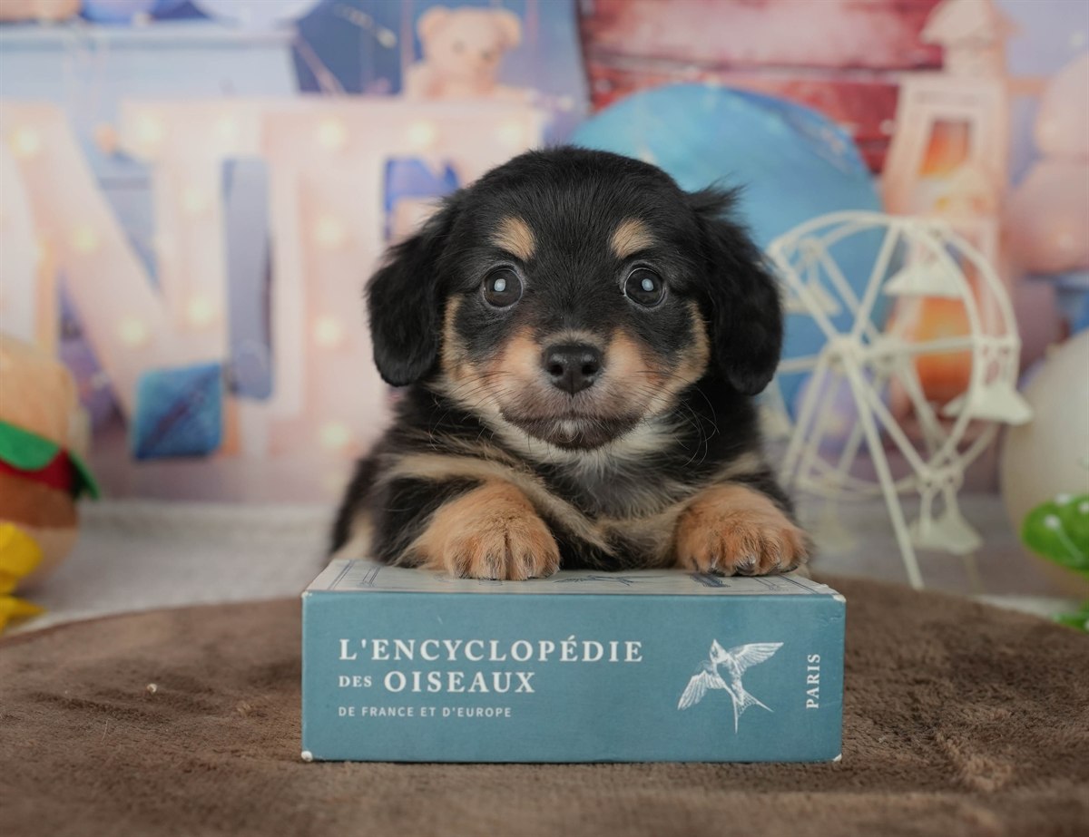 チワックス | 男の子 | シルバーダップル | 2026年2月25日（ID:dog-200015714）