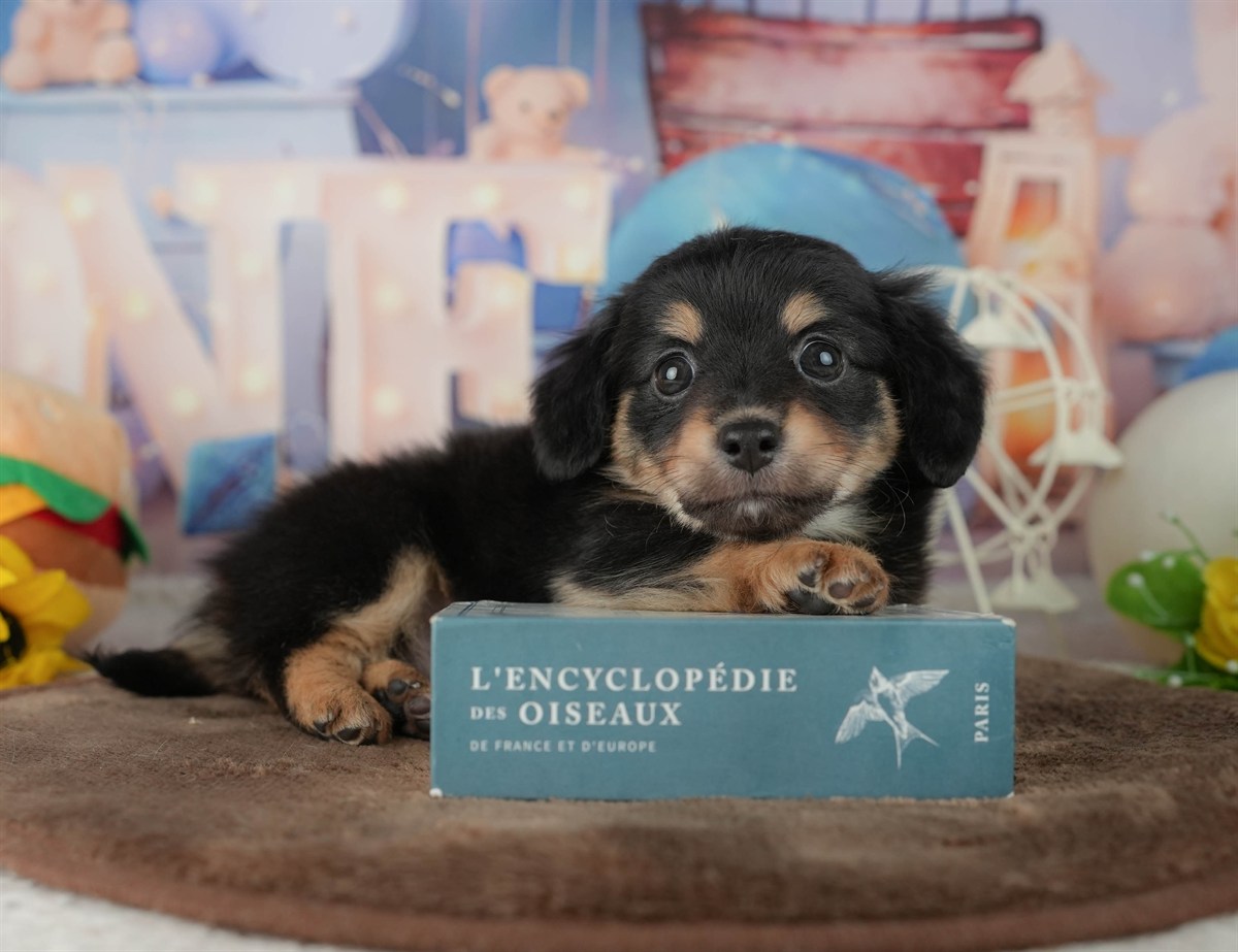 チワックス | 男の子 | シルバーダップル | 2026年2月25日（ID:dog-200015714）