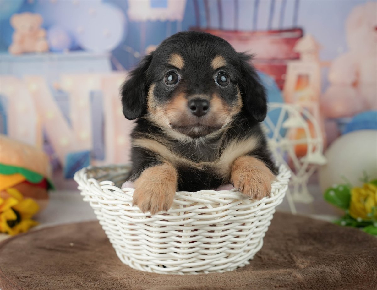 チワックス | 男の子 | シルバーダップル | 2026年2月25日（ID:dog-200015714）