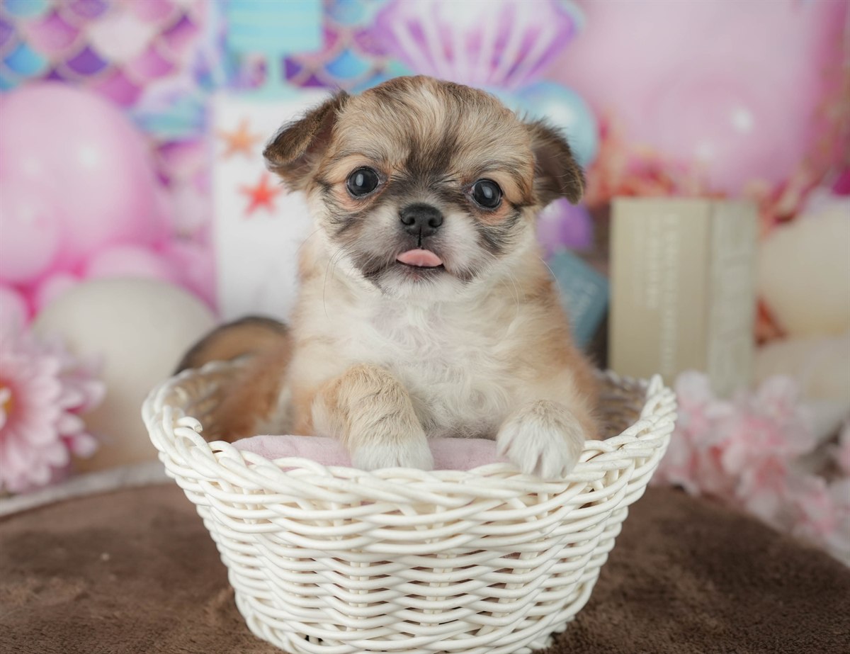 チワワ(ロング) | 女の子 | フォーン | 2026年2月25日（ID:dog-200015716）