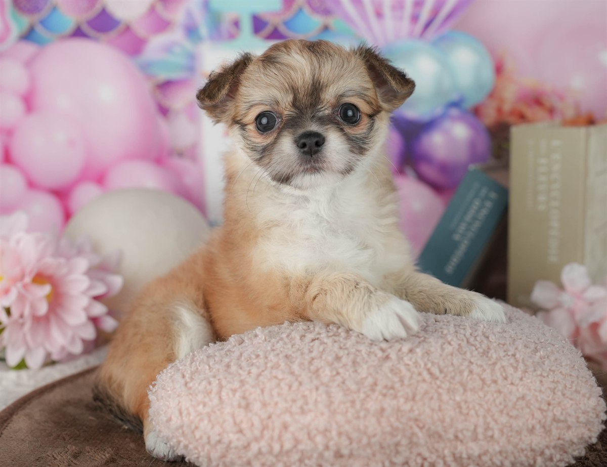 チワワ(ロング) | 女の子 | フォーン | 2026年2月25日（ID:dog-200015716）