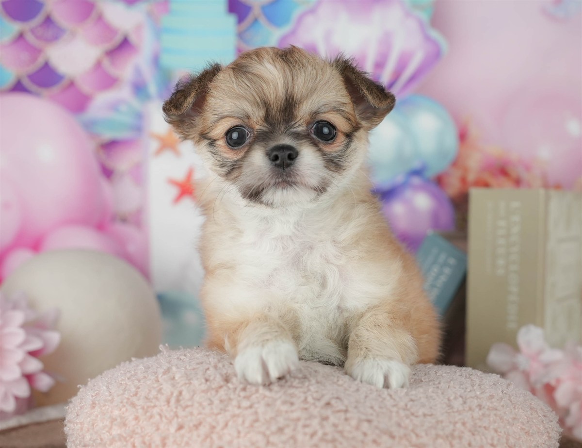 チワワ(ロング) | 女の子 | フォーン | 2026年2月25日（ID:dog-200015716）