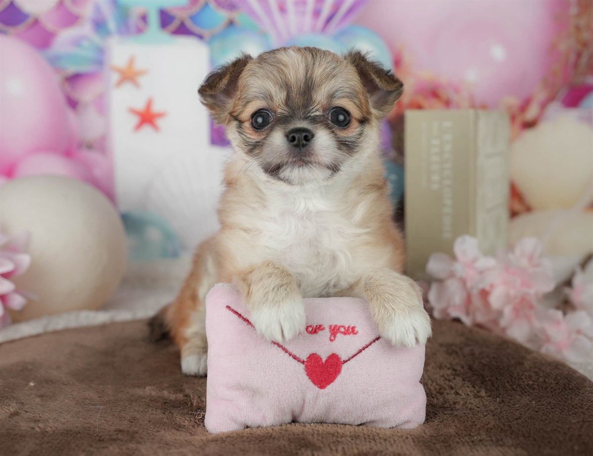 チワワ(ロング) | 女の子 | フォーン | 2026年2月25日（ID:dog-200015716）