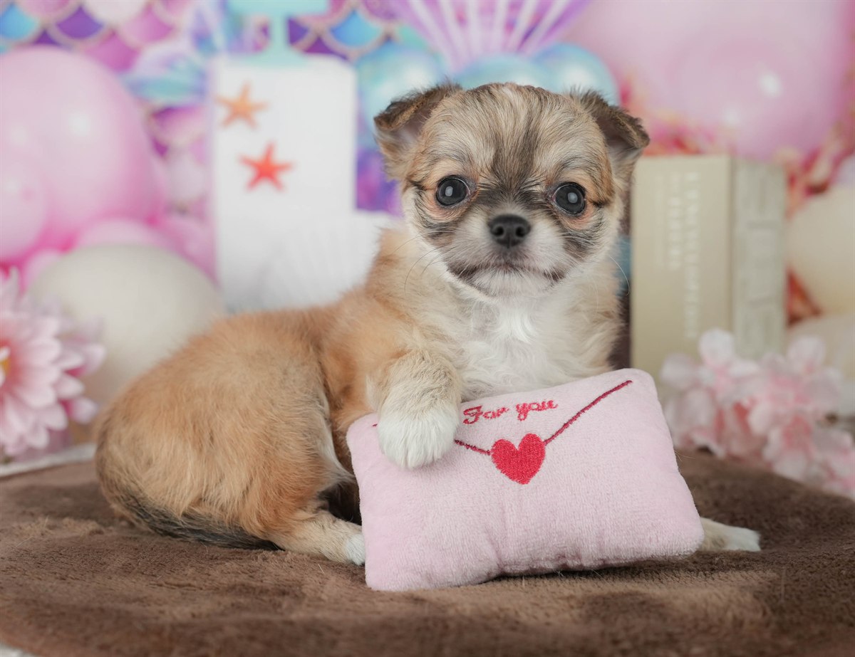 チワワ(ロング) | 女の子 | フォーン | 2026年2月25日（ID:dog-200015716）