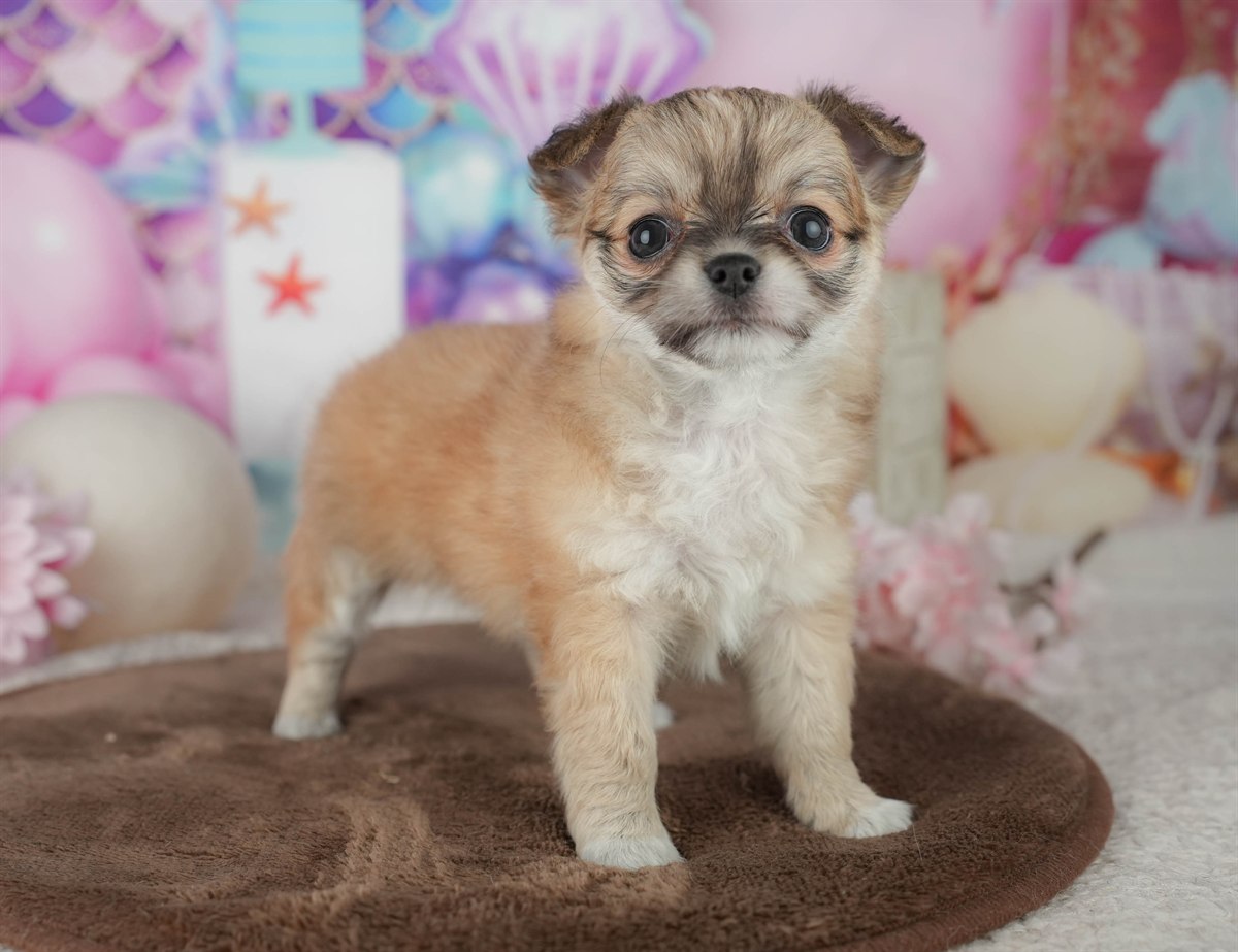 チワワ(ロング) | 女の子 | フォーン | 2026年2月25日（ID:dog-200015716）