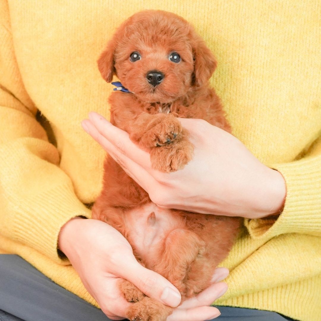 トイ・プードル | 男の子 | レッド | 2026年2月25日（ID:dog-200015717）