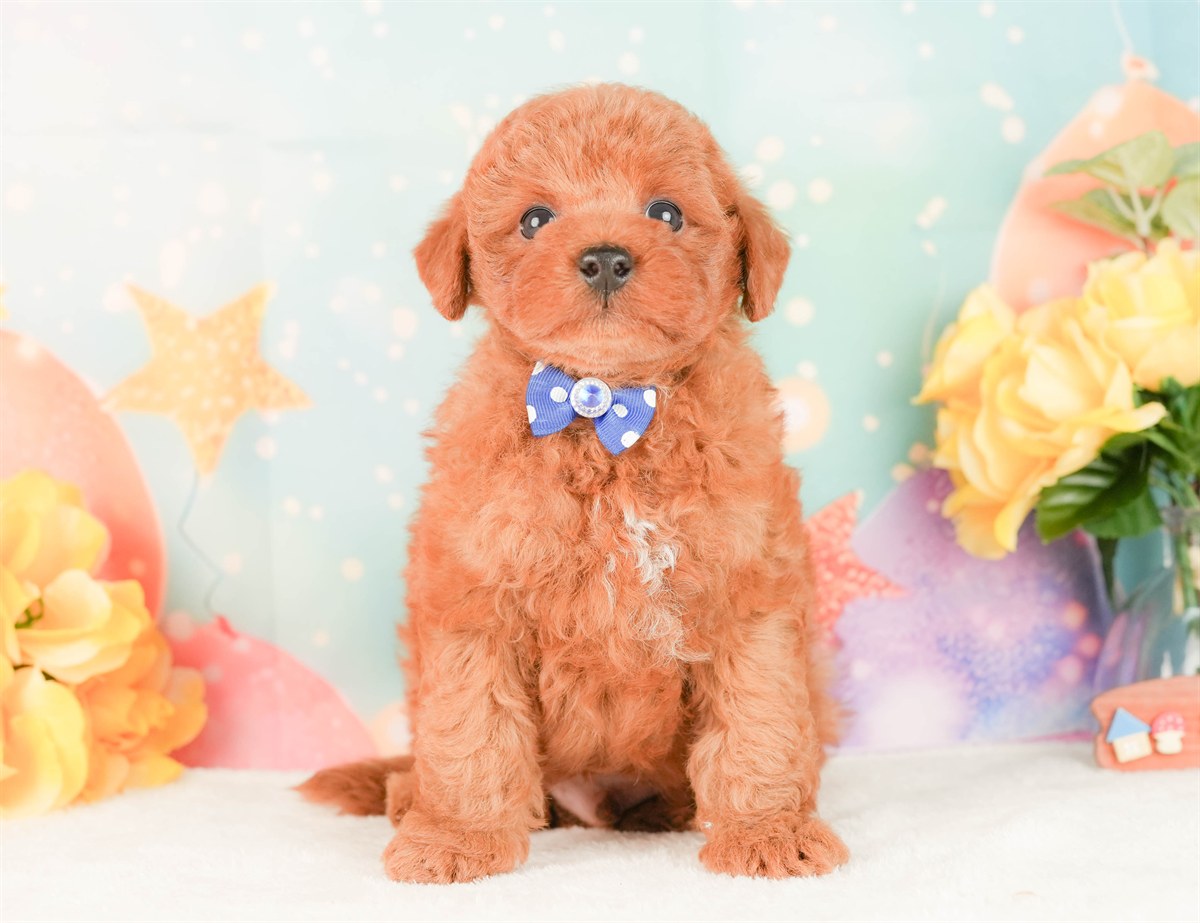 トイ・プードル | 男の子 | レッド | 2026年2月25日（ID:dog-200015717）