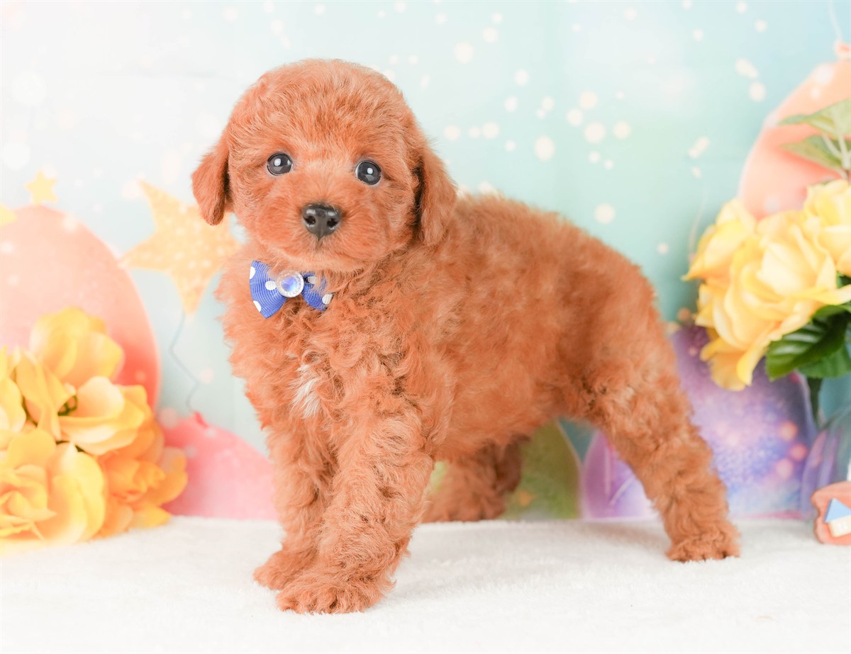 トイ・プードル | 男の子 | レッド | 2026年2月25日（ID:dog-200015717）