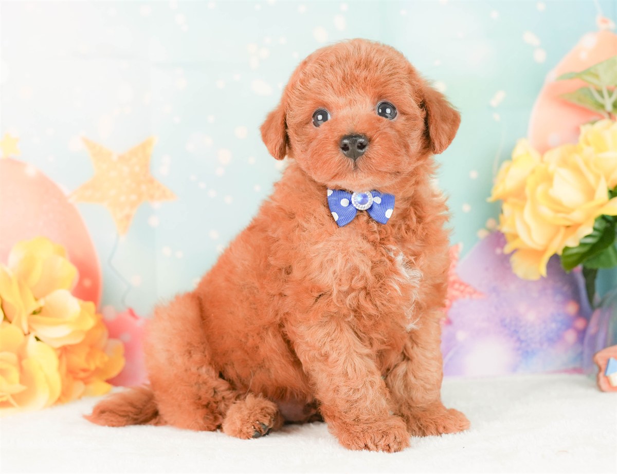 トイ・プードル | 男の子 | レッド | 2026年2月25日（ID:dog-200015717）