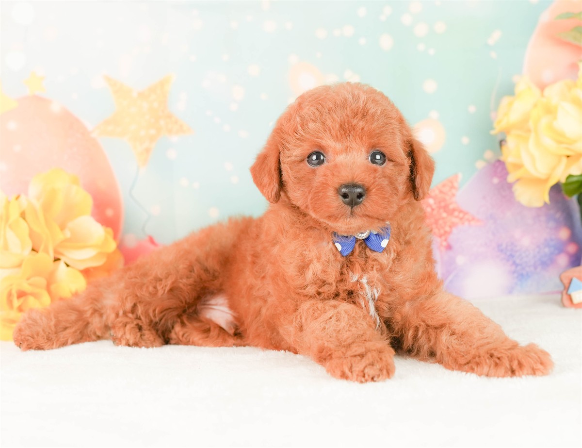 トイ・プードル | 男の子 | レッド | 2026年2月25日（ID:dog-200015717）