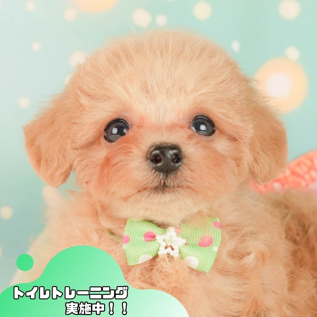 トイ・プードル | 男の子 | アプリコット | 2026年2月25日（ID:dog-200015719）