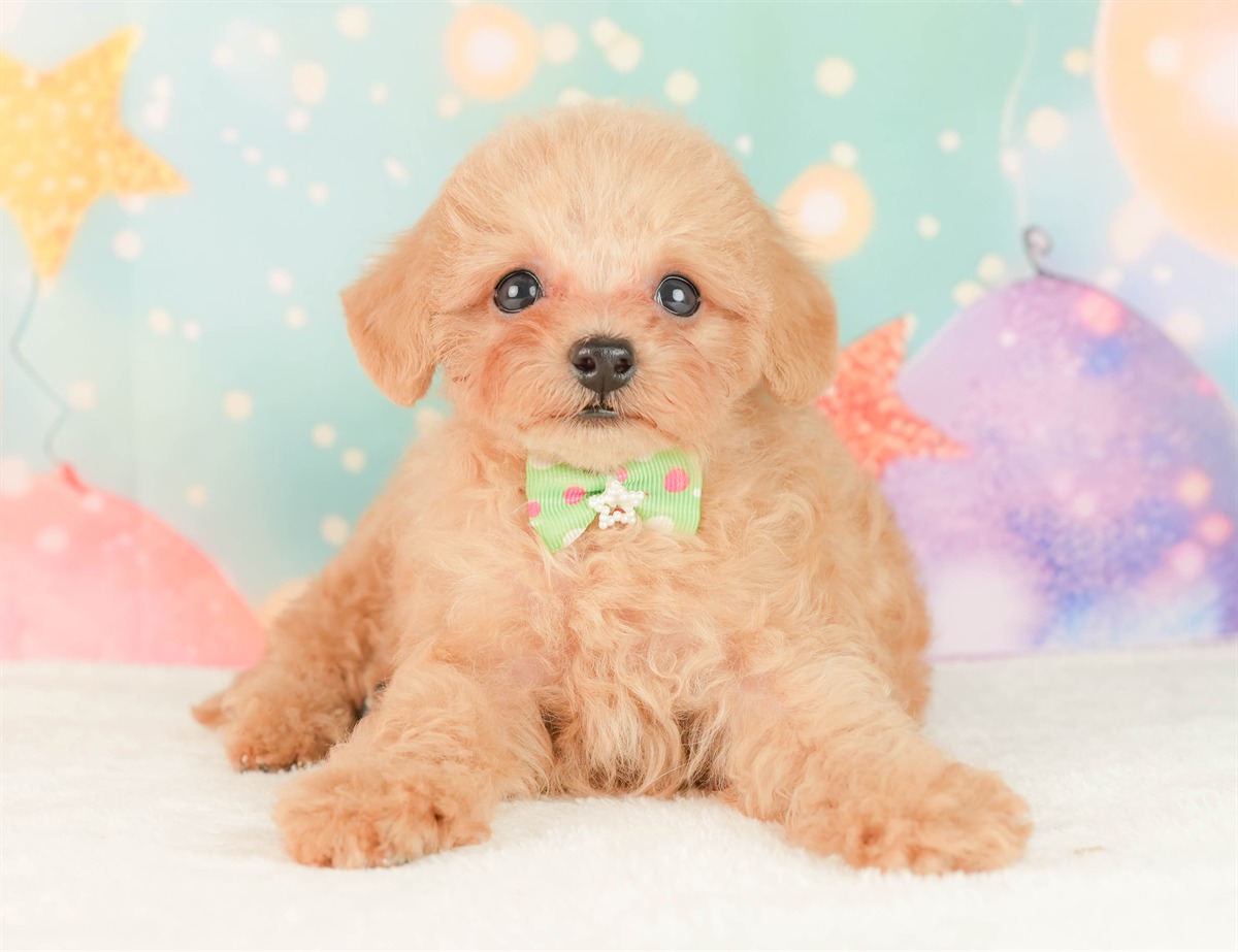 トイ・プードル | 男の子 | アプリコット | 2026年2月25日（ID:dog-200015719）