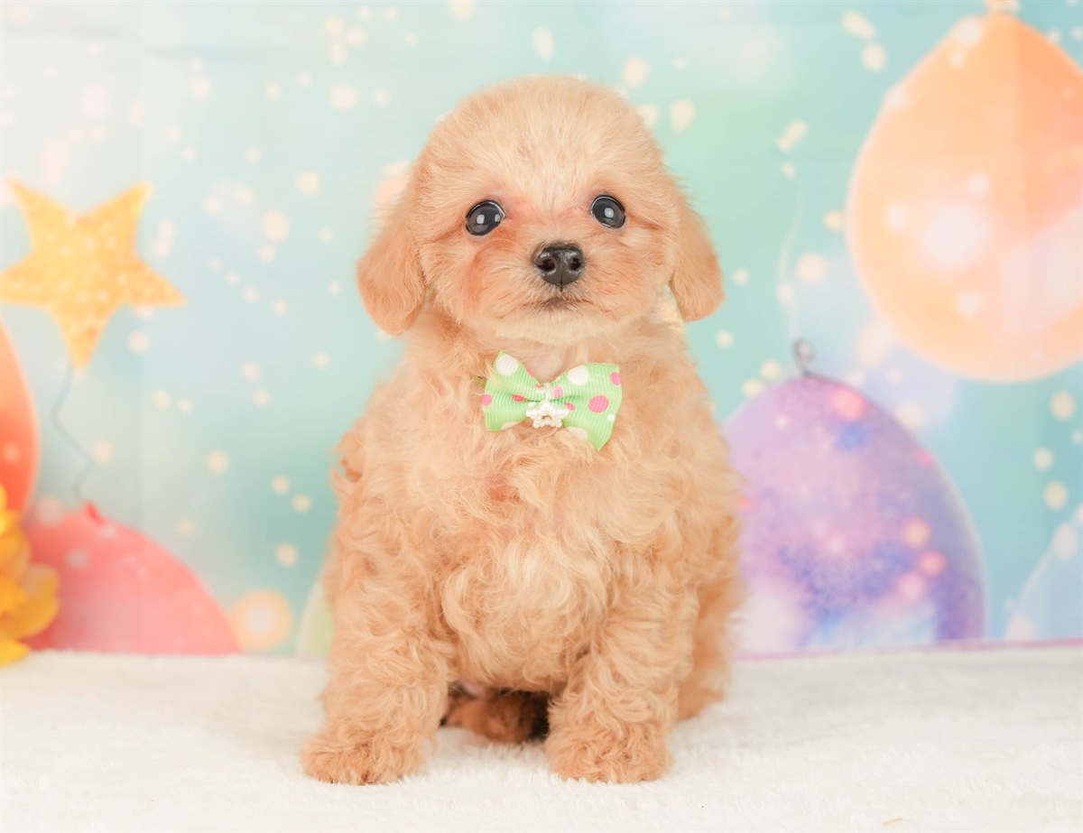 トイ・プードル | 男の子 | アプリコット | 2026年2月25日（ID:dog-200015719）