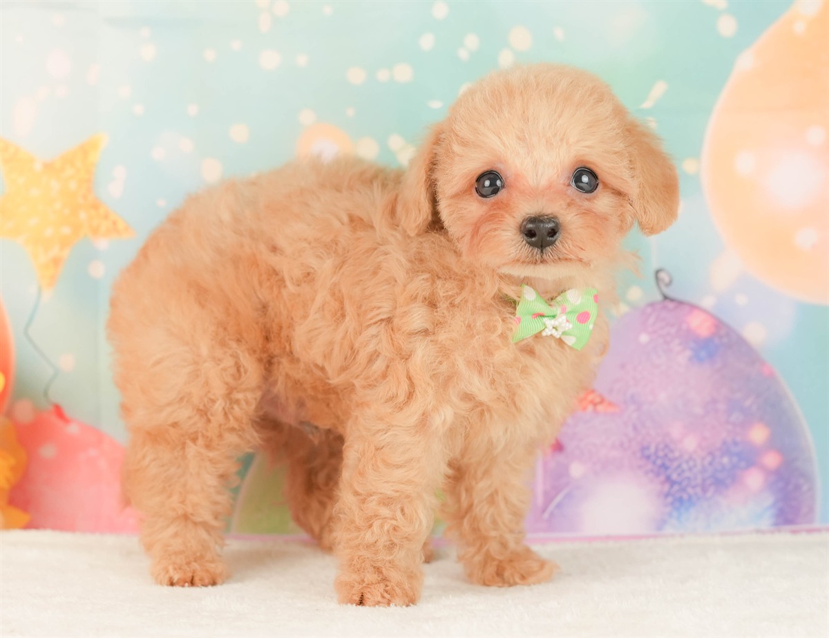 トイ・プードル | 男の子 | アプリコット | 2026年2月25日（ID:dog-200015719）