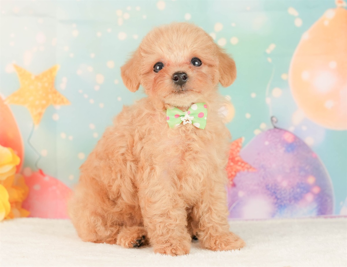 トイ・プードル | 男の子 | アプリコット | 2026年2月25日（ID:dog-200015719）