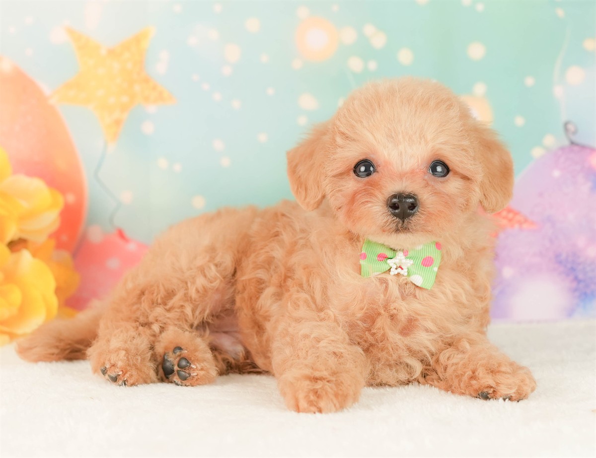 トイ・プードル | 男の子 | アプリコット | 2026年2月25日（ID:dog-200015719）