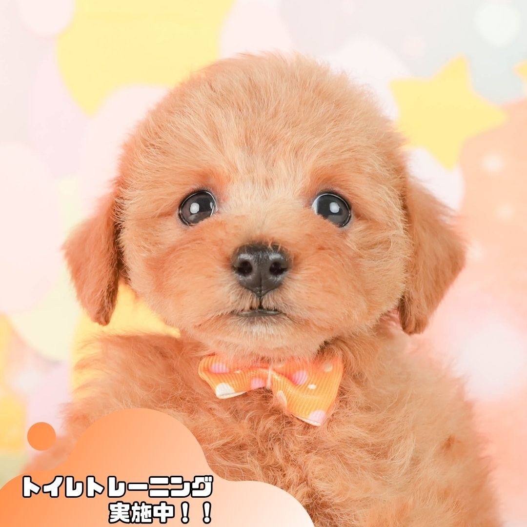 トイ・プードル | 女の子 | レッド | 2026年2月25日（ID:dog-200015720）