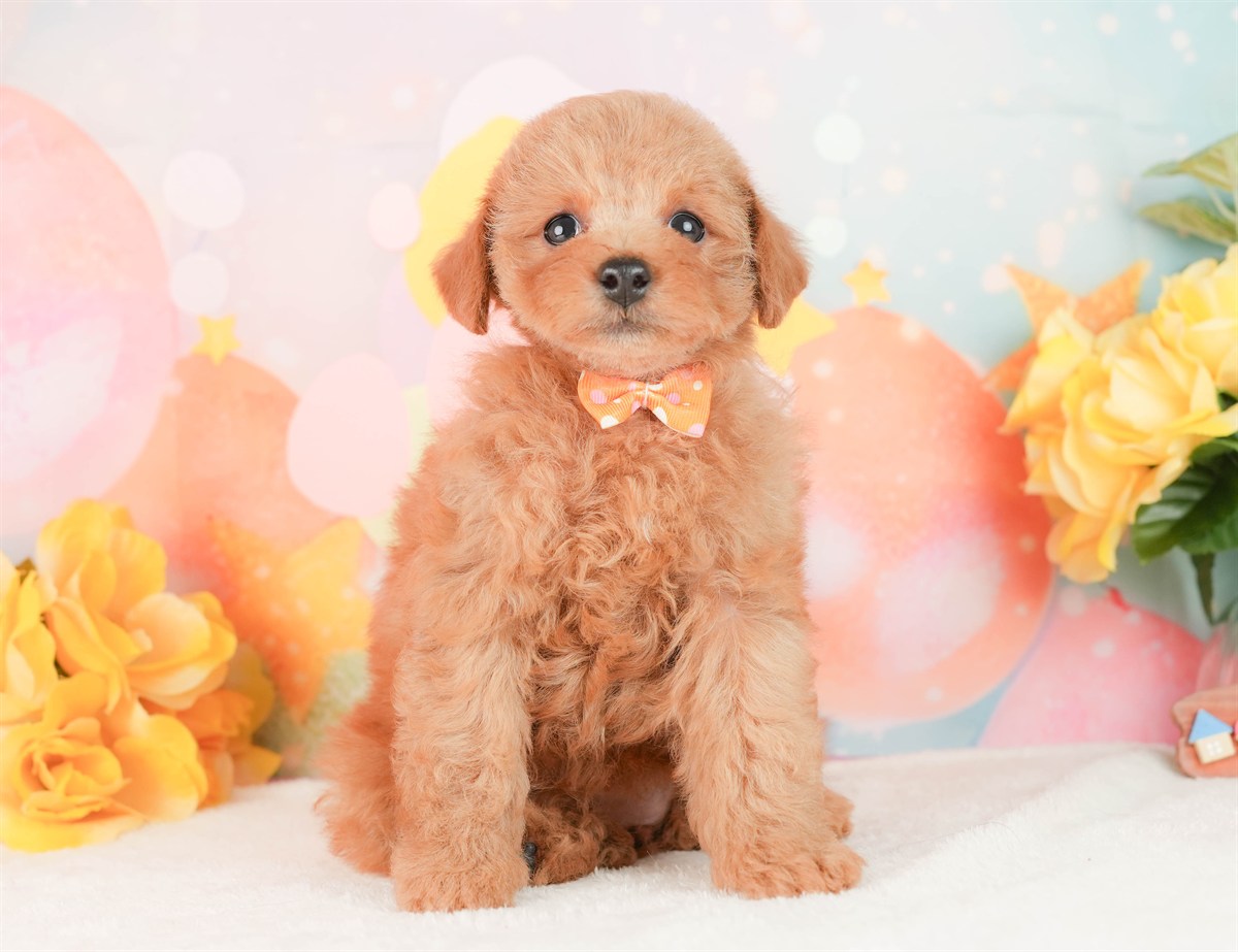 トイ・プードル | 女の子 | レッド | 2026年2月25日（ID:dog-200015720）