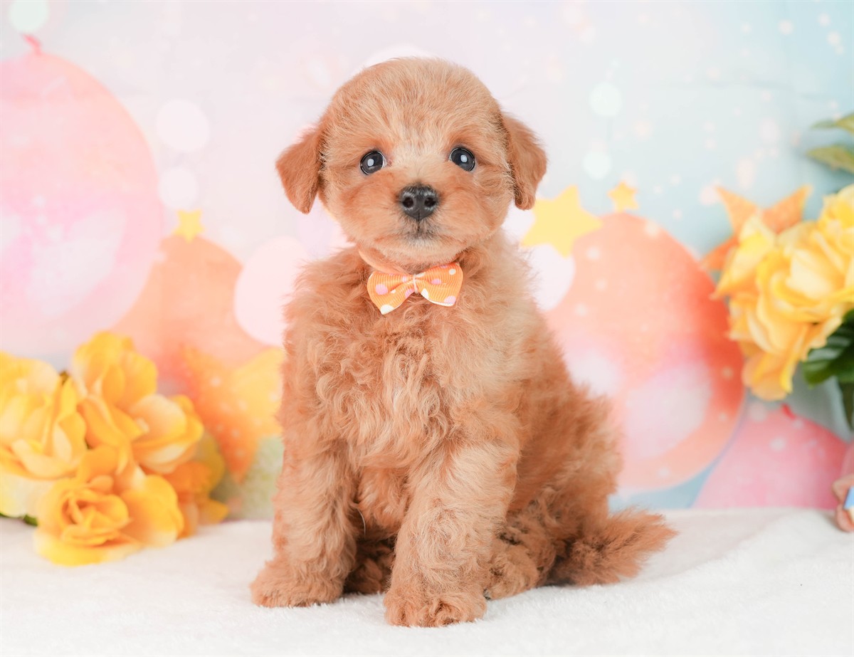 トイ・プードル | 女の子 | レッド | 2026年2月25日（ID:dog-200015720）