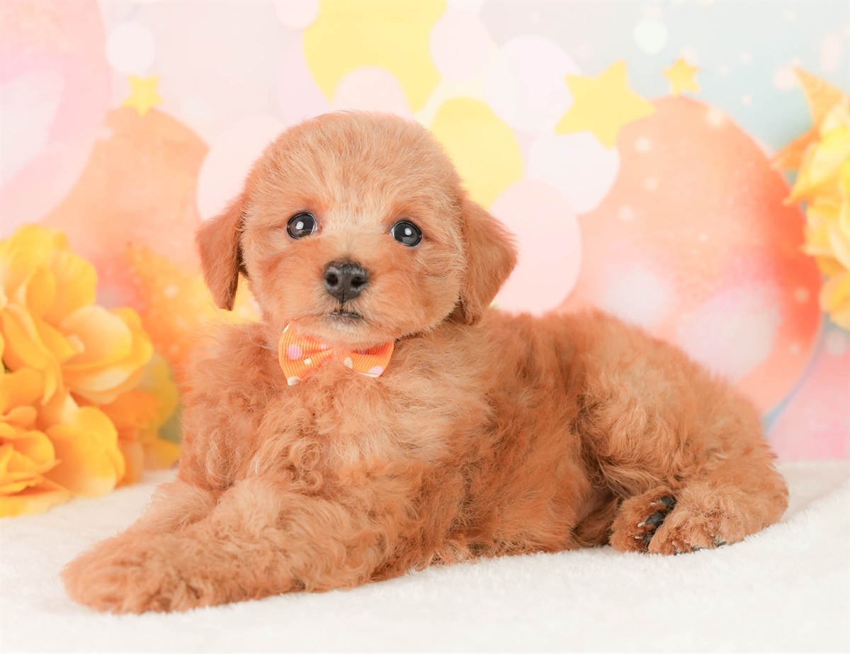 トイ・プードル | 女の子 | レッド | 2026年2月25日（ID:dog-200015720）