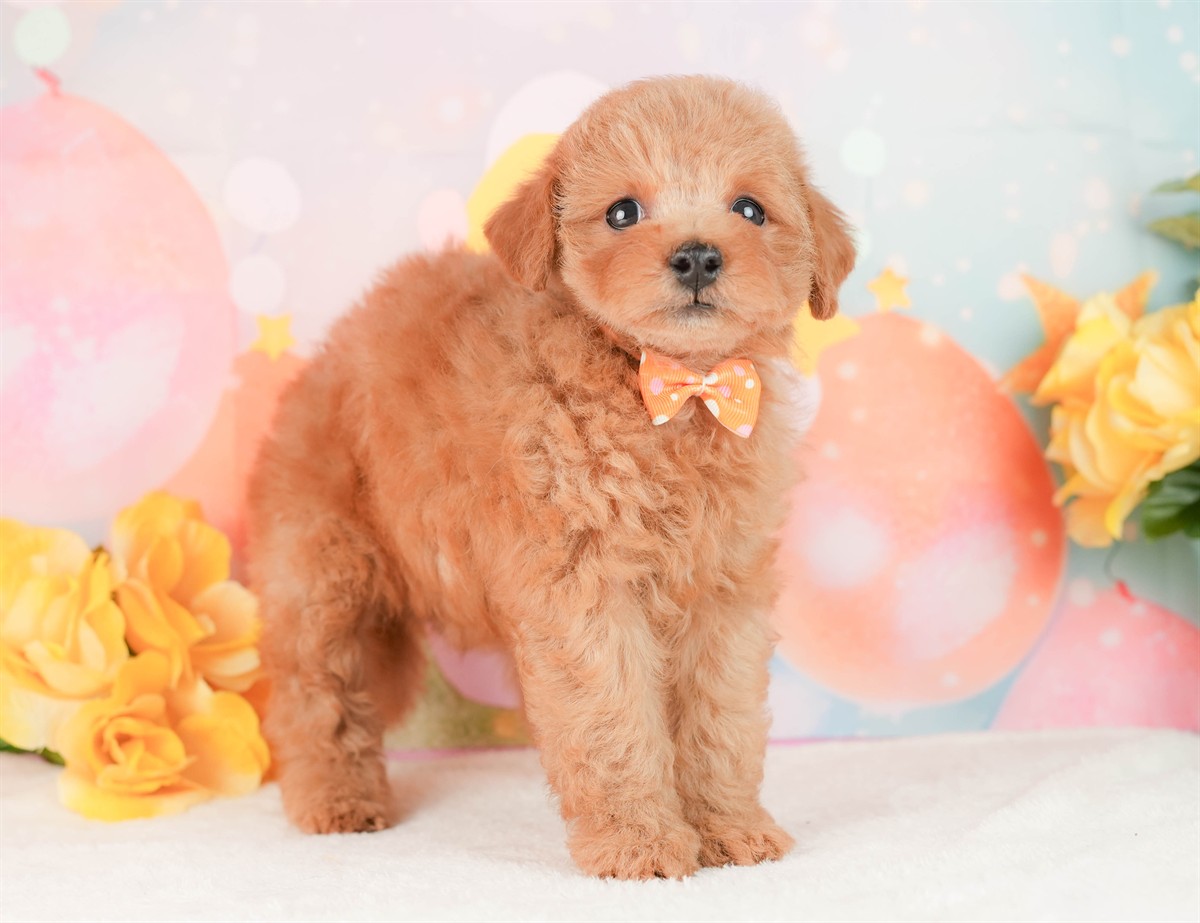 トイ・プードル | 女の子 | レッド | 2026年2月25日（ID:dog-200015720）