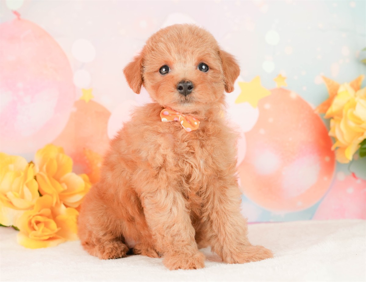 トイ・プードル | 女の子 | レッド | 2026年2月25日（ID:dog-200015720）