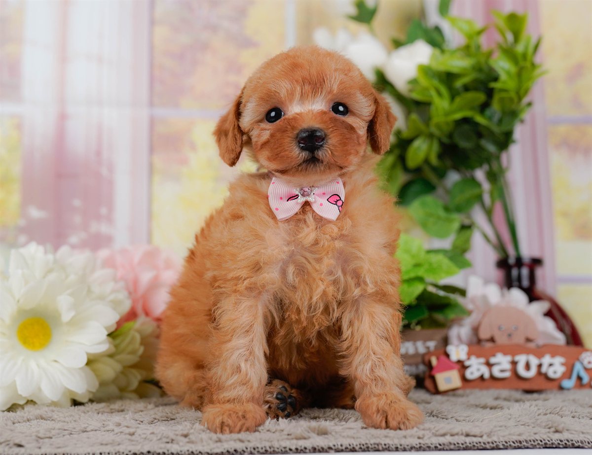 トイ・プードル | 女の子 | レッド | 2026年2月25日（ID:dog-200015721）