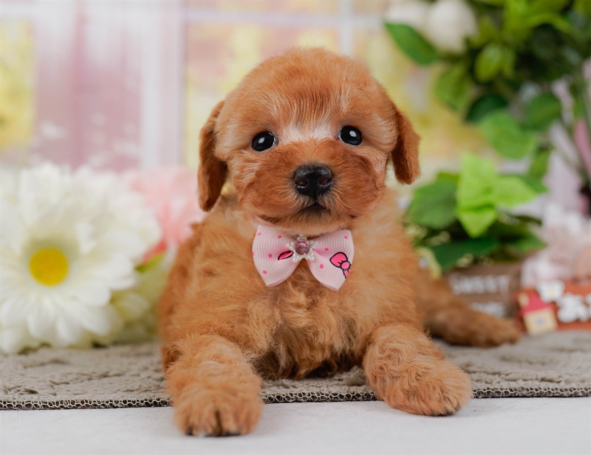 トイ・プードル | 女の子 | レッド | 2026年2月25日（ID:dog-200015721）