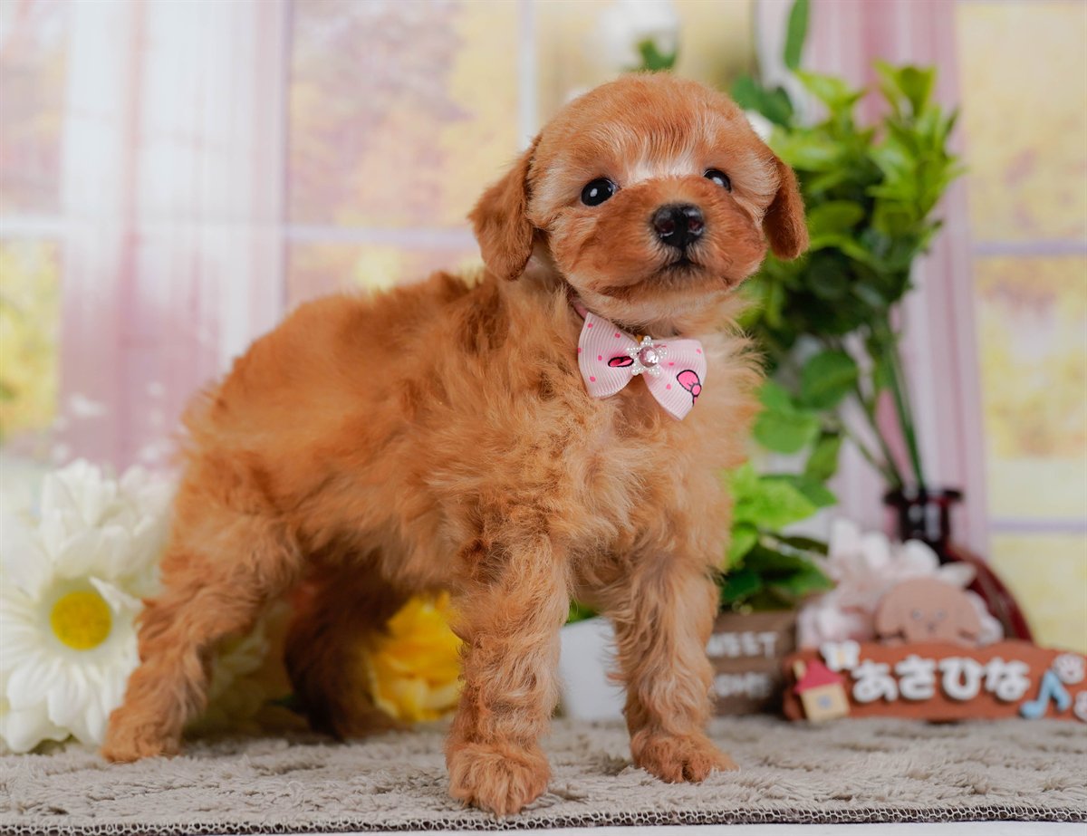 トイ・プードル | 女の子 | レッド | 2026年2月25日（ID:dog-200015721）